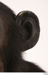 Ear Ape Animal photo references